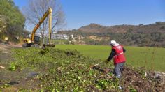 Eliminan lirio de presa Madín; esperan retirar más de seis mil toneladas en dos meses