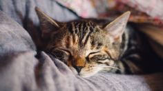 ¿Tu gato siempre duerme encima de ti? Estas son las inevitables razones