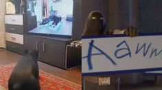 Perrito hace ejercicio con la TV y enloquece a los usuarios de Twitter | VIDEO