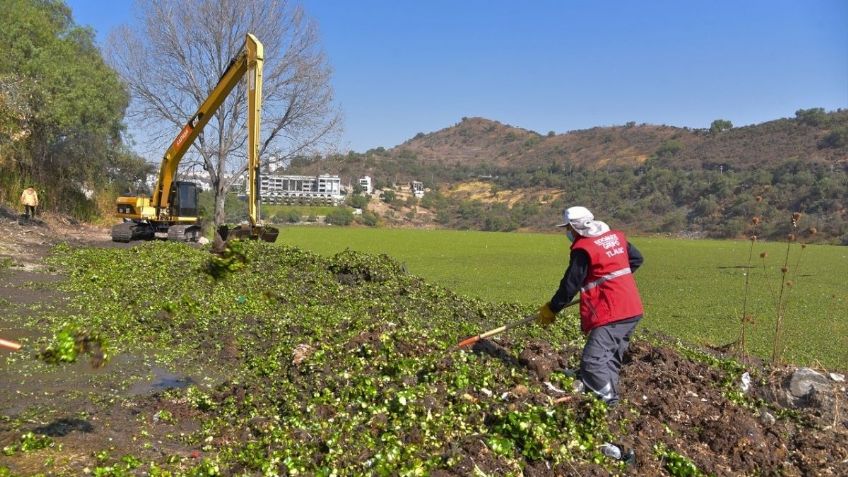 Eliminan lirio de presa Madín; esperan retirar más de seis mil toneladas en dos meses