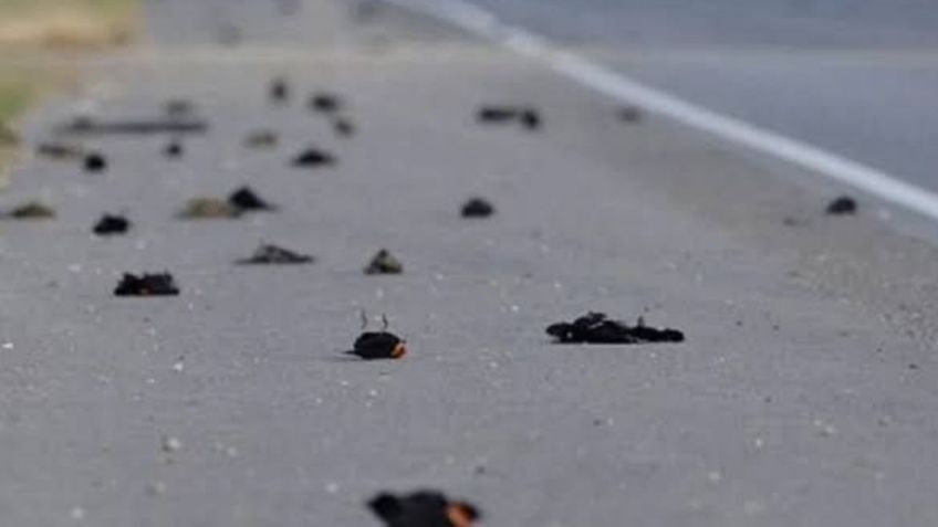 Revelan posible causa de muerte de las 100 aves que se desplomaron en pleno vuelo en Chihuahua | VIDEO