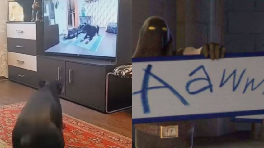 Perrito hace ejercicio con la TV y enloquece a los usuarios de Twitter | VIDEO