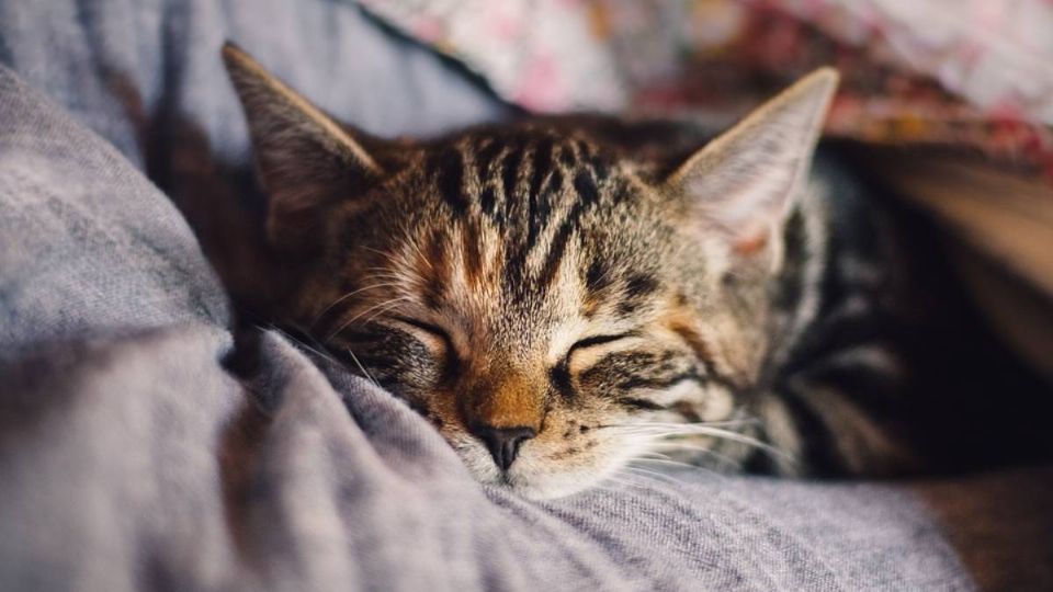 Los gatos suelen dormir encima de sus dueños. Foto: Especial