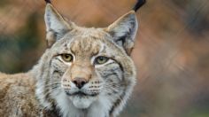 Registran en VIDEO a un lince suelto en el Desierto de los Leones