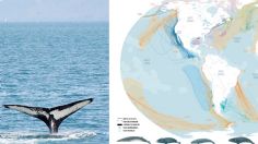 Ballenas: un MAPA muestra los peligros mortales que corren por culpa de los humanos