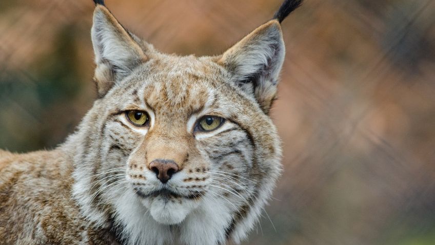 Registran en VIDEO a un lince suelto en el Desierto de los Leones