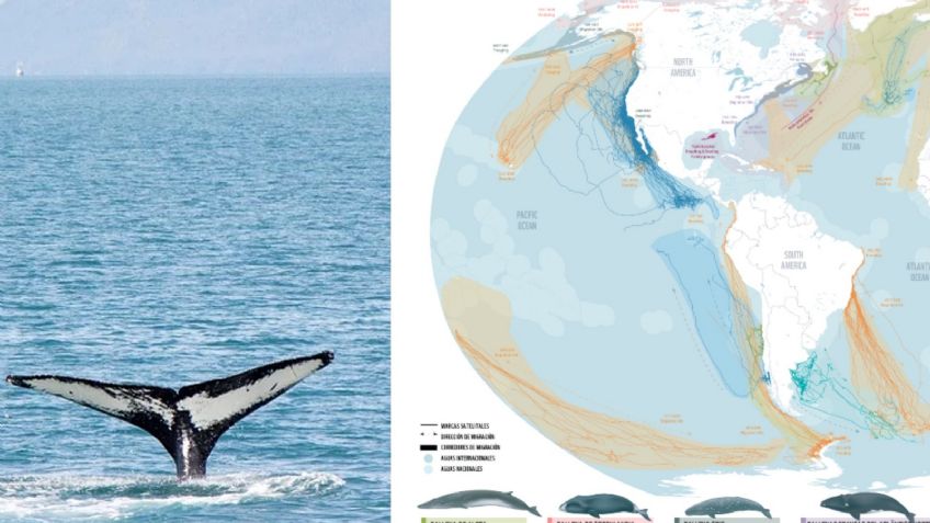 Ballenas: un MAPA muestra los peligros mortales que corren por culpa de los humanos