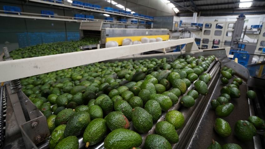 Se reanuda envío de aguacate michoacano a Estados Unidos