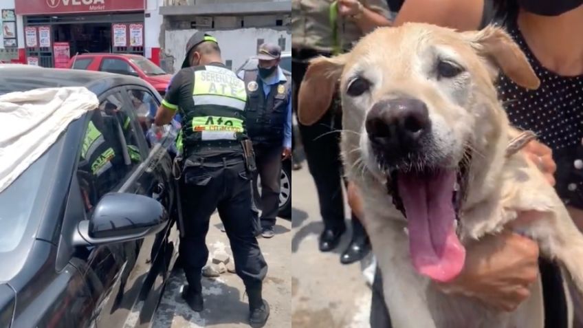 Salvan a perrita que estaba encerrada dentro de un auto: VIDEO