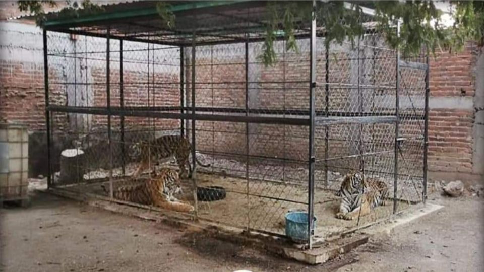 Los tres ejemplares de tigre quedaron a disposición de la autoridad.  FOTO: ESPECIAL