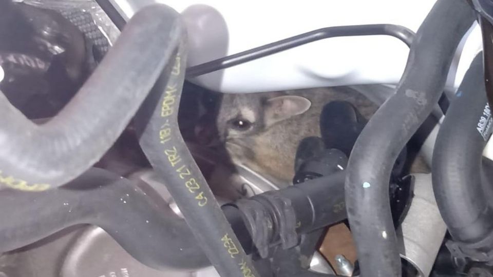 El animalito estaba en el motor del vehículo. Foto: Especial