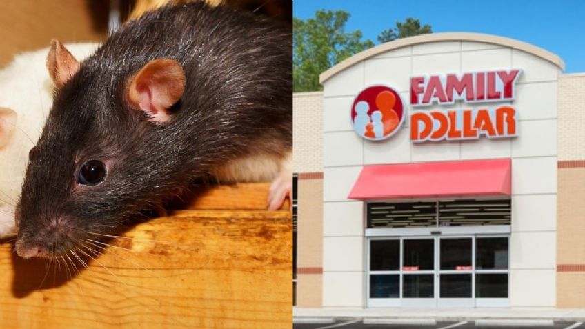 De terror: hallan más de mil ratones muertos en bodega de distribución de Arkansas