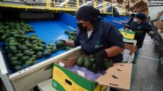 Exportación de aguacate a Estados Unidos ya opera con normalidad: APEAM