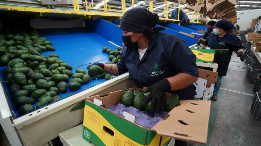 Exportación de aguacate a Estados Unidos ya opera con normalidad: APEAM