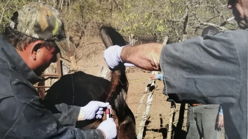 En Sinaloa, capacitan a personal de sanidades para evitar propagación de enfermedades del ganado