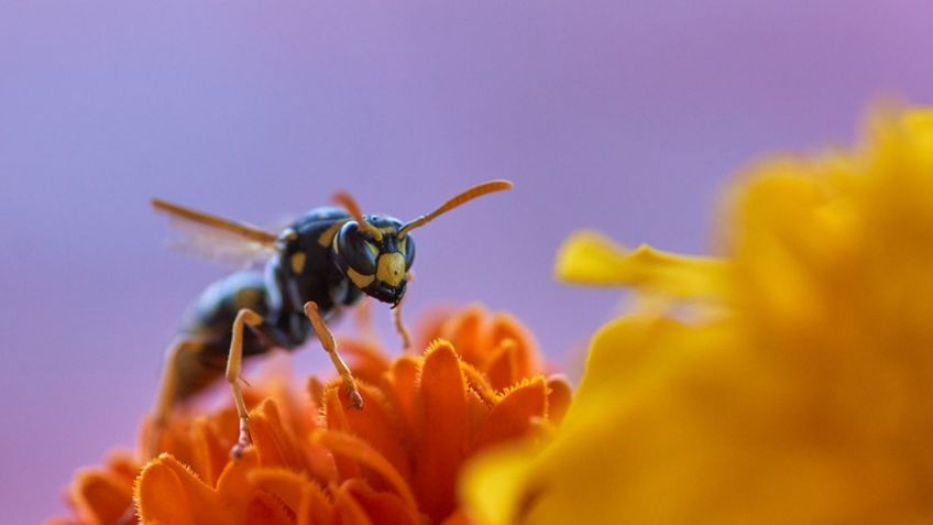 7 consejos claves para ahuyentar las avispas de tu casa