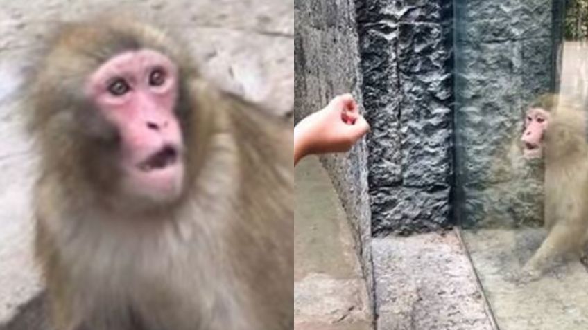 TikTok: Curiosa reacción de un mono a truco de magia en el Zoológico de Chapultepec se vuelve viral | VIDEO