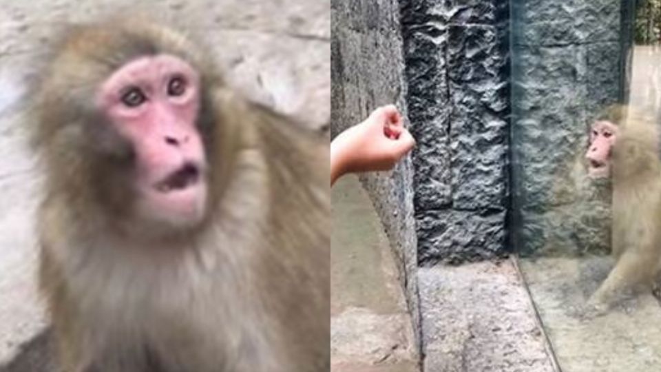 Un changuito del Zoológico de Chapultepec se volvió viral en las redes por su reacción a un truco. (Foto: Captura/Video)