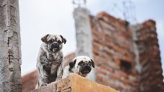 Alcaldía Cuauhtémoc anuncia hotel para perros y gatos abandonados