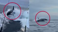 ¡Increíble! Orca es captada siguiendo una embarcación de turistas en Sinaloa | VIDEO