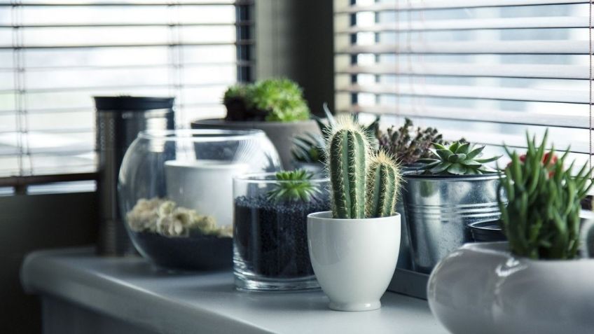 Estas son las 5 mejores plantas de interior para decorar tu hogar