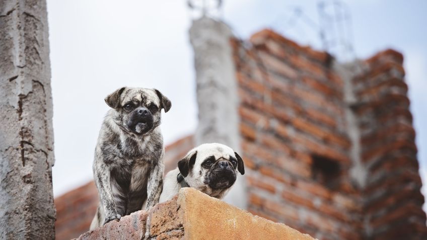 Alcaldía Cuauhtémoc anuncia hotel para perros y gatos abandonados