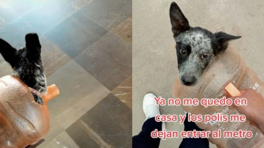 ¡Ingenio mexicano! Perrita viaja en Metro dentro de un garrafón de agua y se hace viral en TikTok | VIDEO