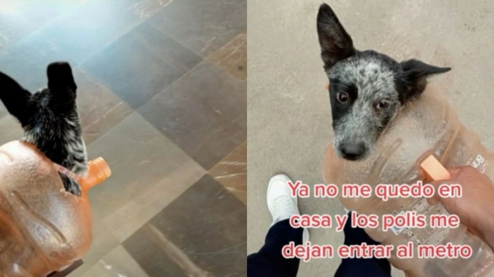 La perrita es trasportada así desde los dos meses (Foto: Captura de pantalla)