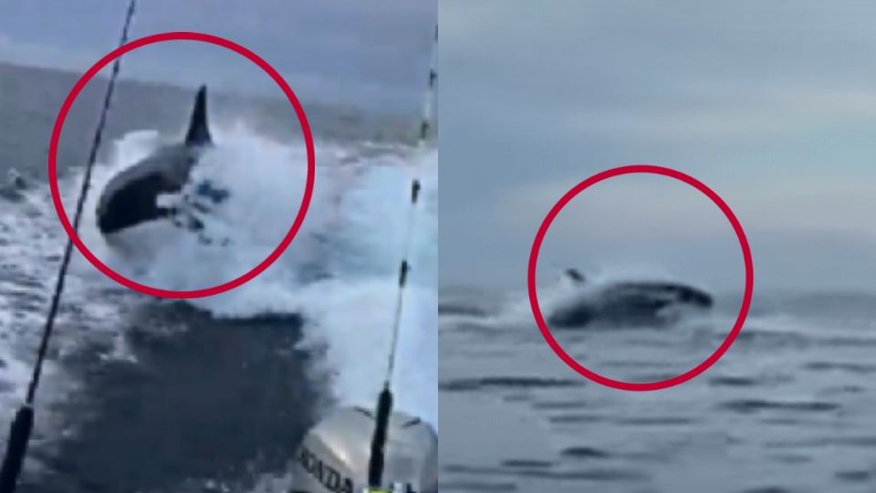 Un grupo de turistas vivió un momento de emoción al ver el gran animal marino cerca de su embarcación. (Foto: Captura/ Video)