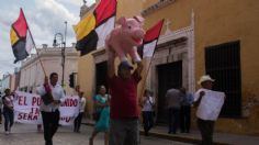 Pobladores de Homún, Yucatán, se oponen a reapertura de megagranja de cerdos; temen por su salud