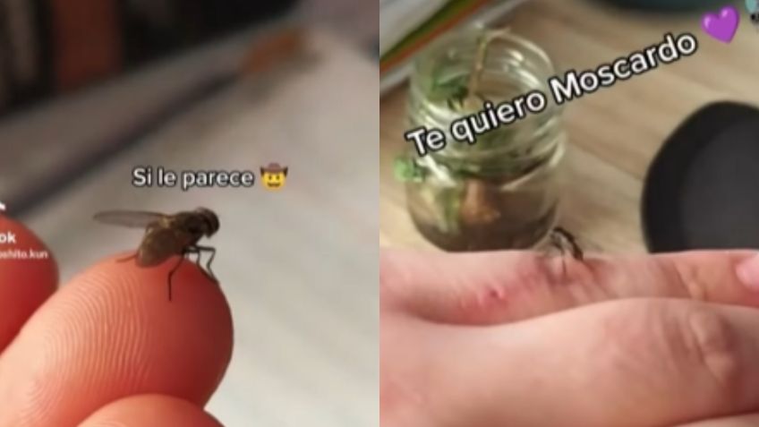 Moscardo: joven adopta a una mosca y se vuelve viral en redes sociales