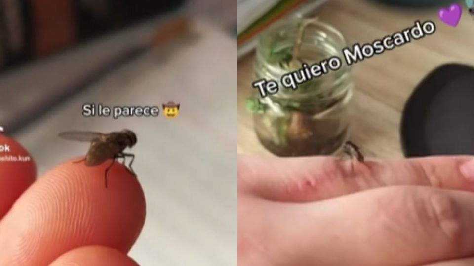 La usuaria de redes sociales documentó la forma en la 'domesticó' una mosca