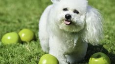 Tres lugares pet friendly para llevar a tu mascota en Semana Santa