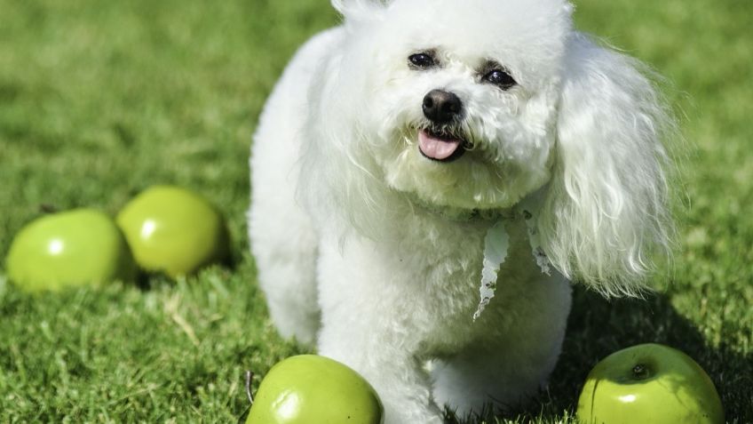 Tres lugares pet friendly para llevar a tu mascota en Semana Santa