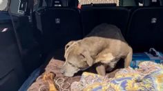 Perrita vuelve a casa después de 12 años de estar perdida: VIDEO