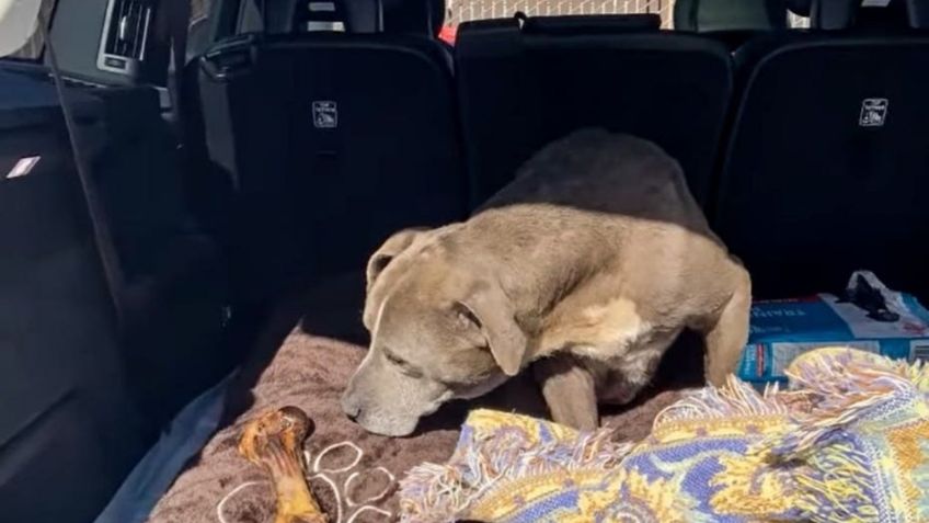 Perrita vuelve a casa después de 12 años de estar perdida: VIDEO