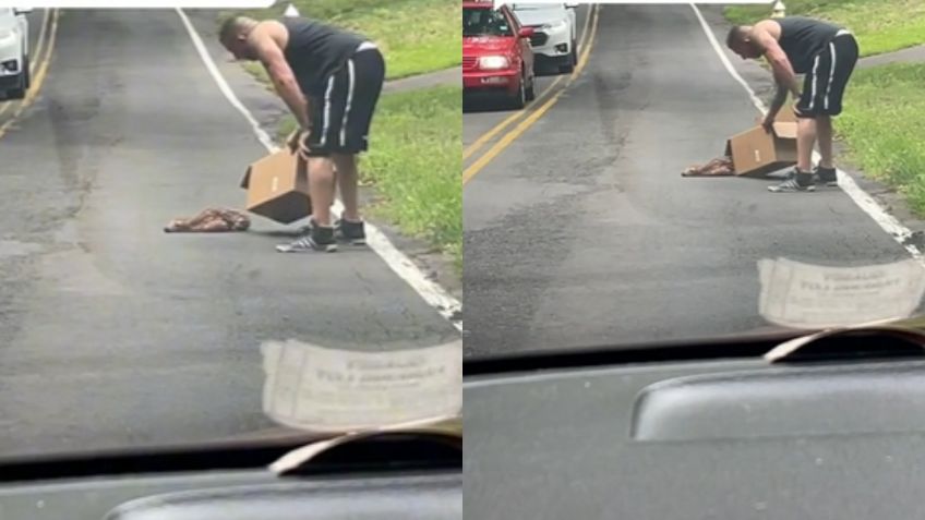 TikTok: Hombre salva a un ciervo bebé que estaba en medio de la carretera y se vuelve viral