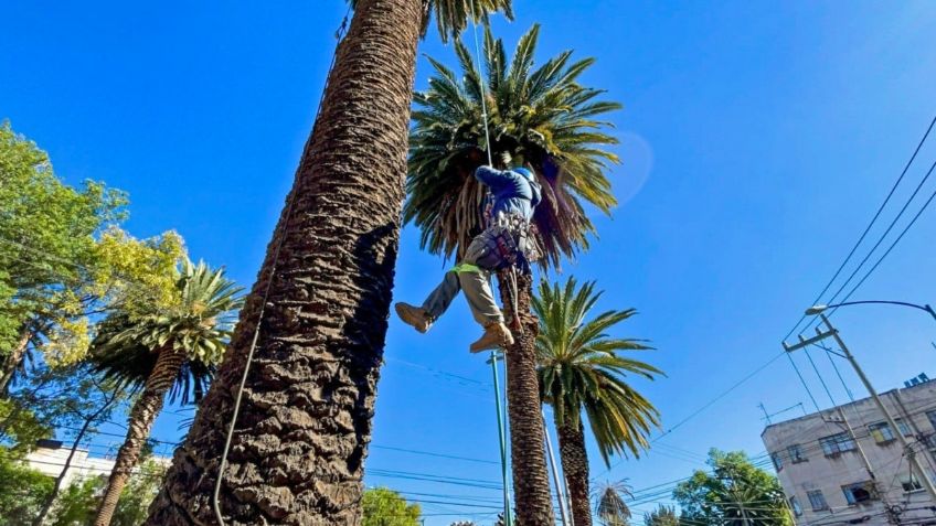 Presentan programa de Saneamiento de Árboles y Palmeras en la CDMX