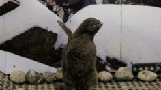 Nace bebé pingüino de la Antártica en zoológico de Guadalajara; su nombre es Adelia