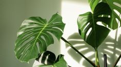 Feng Shui: Dónde colocar las monstera deliciosa para atraer la abundancia hacia ti