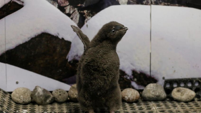 Nace bebé pingüino de la Antártica en zoológico de Guadalajara; su nombre es Adelia