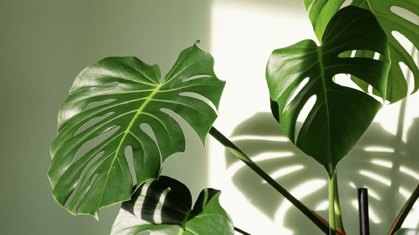 Feng Shui: Dónde colocar las monstera deliciosa para atraer la abundancia hacia ti