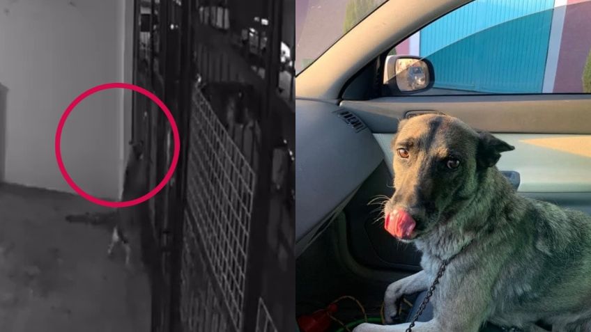 Así fue el momento exacto en que cuatro tipos dispararon a Leia, la perrita atacada en Pachuca | VIDEO