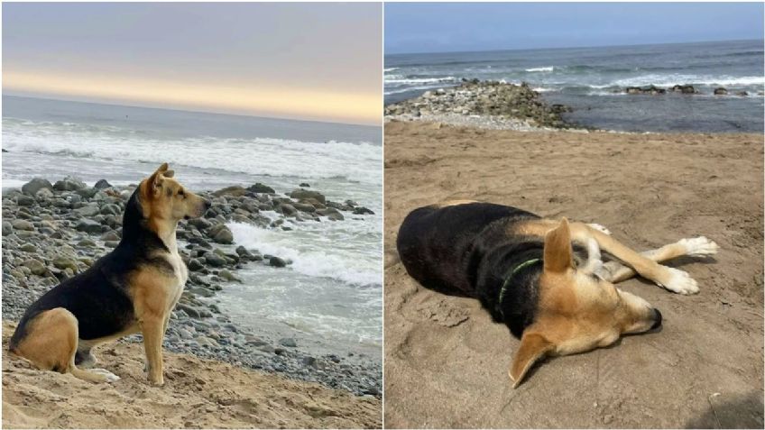 Vaguito: su dueño era pescador y murió en el mar, él lleva años esperando su regreso en la playa