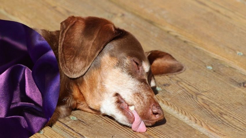 Pensaron que habían hallado un nahual en plena calle; resultó ser un perro usado en un ritual