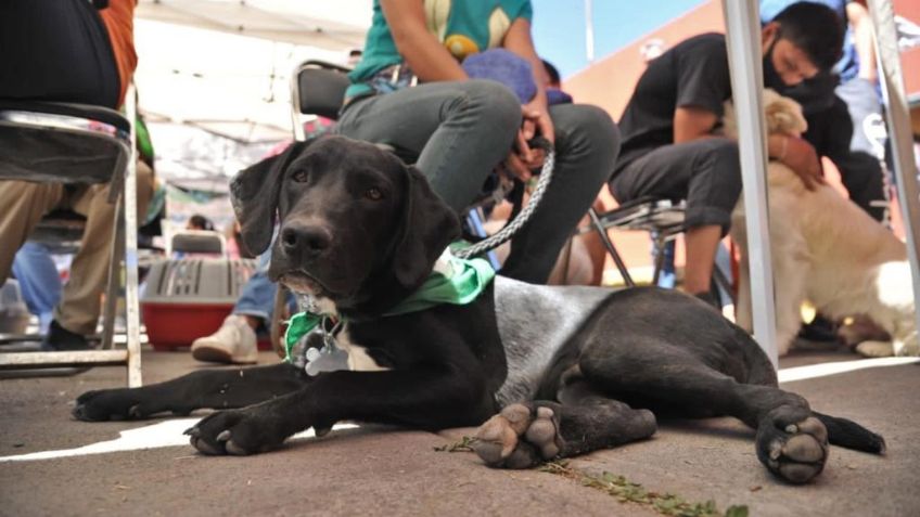 Cuautitlán Izcalli realiza campaña de esterilización de mascotas