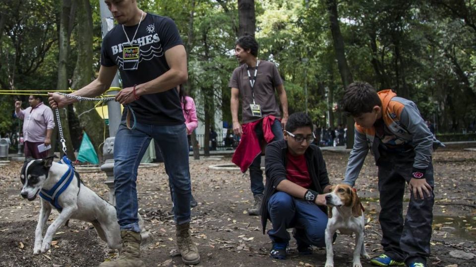 Imagen ilustrativa de perros durante paseo.