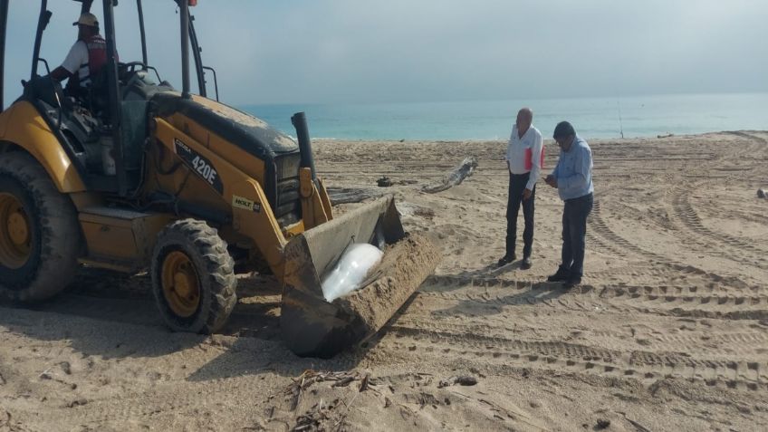 ¡Triste hallazgo! Al menos tres delfines muertos han sido encontrados en Playa Miramar