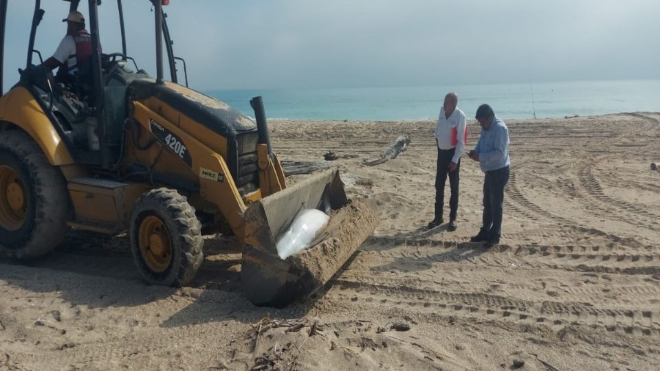 Los delfines forman parte de los atractivos turísticos de la playa Miramar