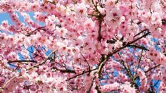 1O cosas que no sabías de Hanami, el festival de los cerezos en Japón